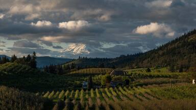 Orchards and Mountains in Hood River