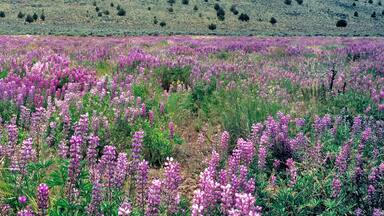 USA, Oregon, Harney Co. Lupine grow in dry fields such as these at Chickahominy Creek in Harney County, Oregon.