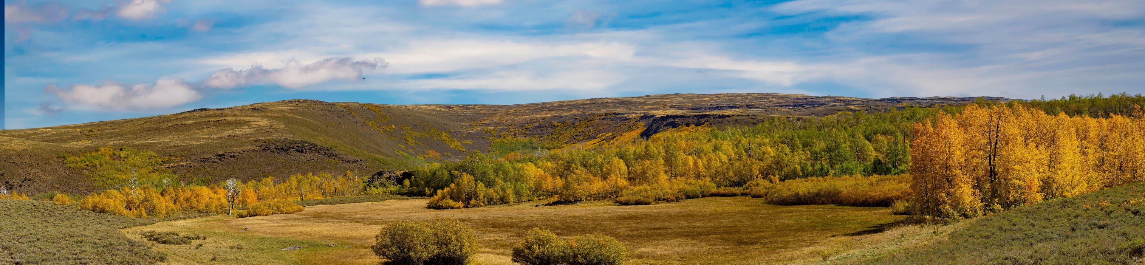 Aspen trees displaying fall color in the steens mountains in south central Oregon., near Frenchglen