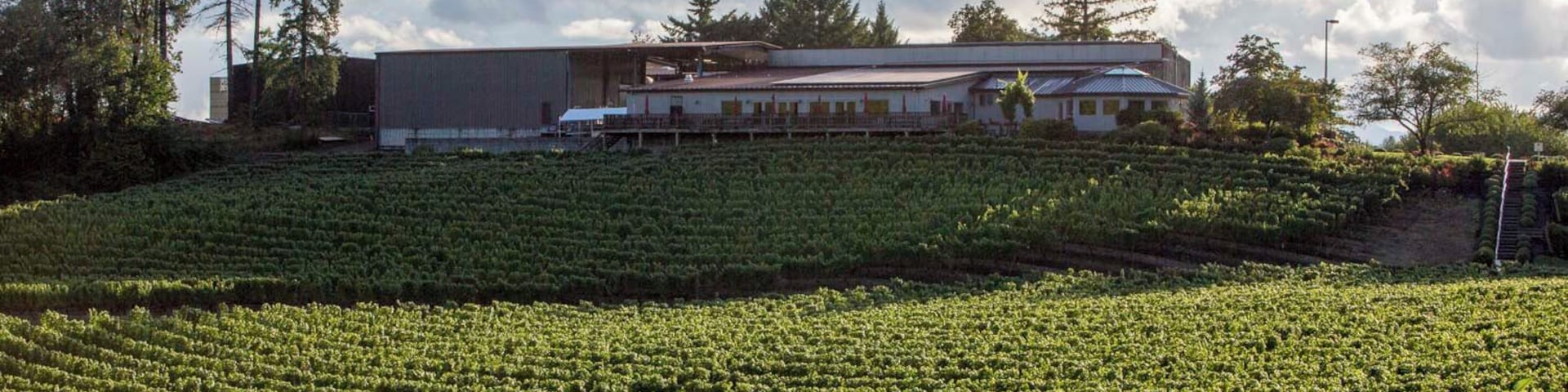 Awesome winery for a harvest internship - learn more about the Oregon grapes!