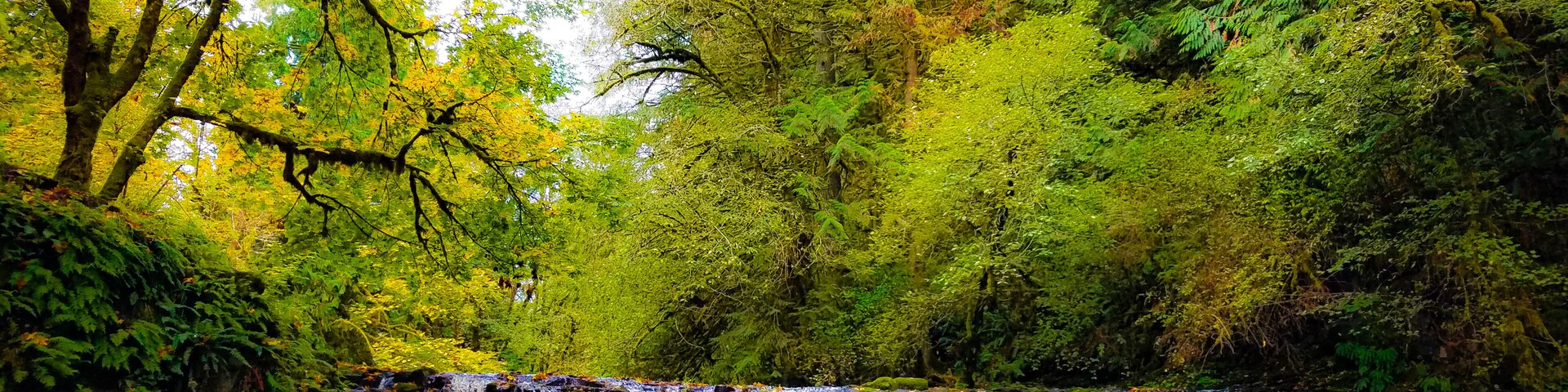 A waterfall surrounded by dense green foliage.