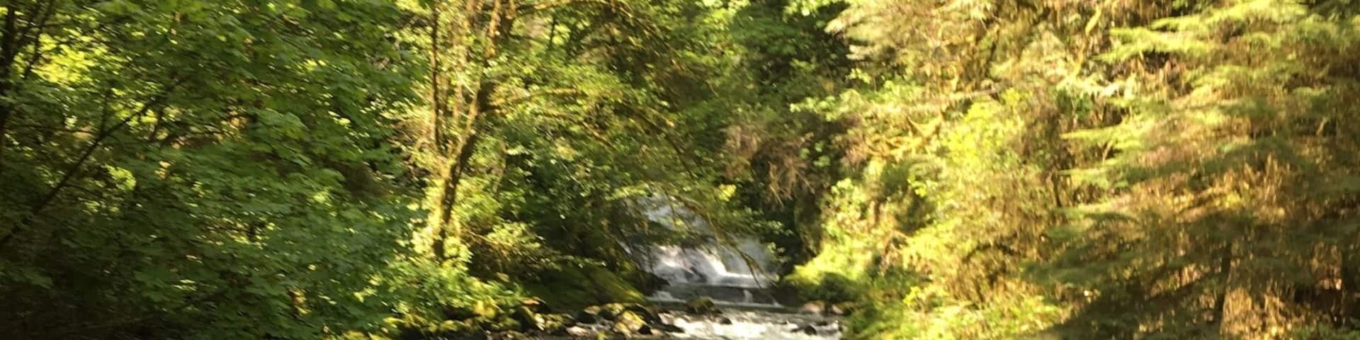 A fast-flowing river with rocks, surrounded by dense green forest.