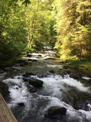 A fast-flowing river with rocks, surrounded by dense green forest.