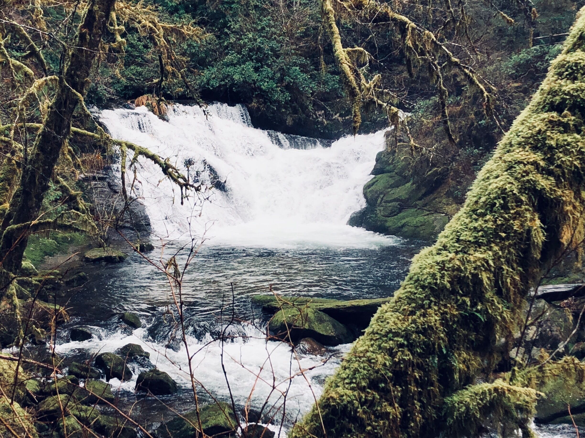 Easy, family and dog friendly hike. Take 126 towards Mapleton and turn on sweet creek rd. Travel up it for about 12 miles and cross the bridge to the parking lot. The trail on the same side as the parking lot is a half mile hike to Beaver Creek Falls. The trail head across the street leads to Sweet Creek Falls. #waterfalls #chasingwaterfalls #pnw #oregin #hiking # #trails #explore #adventure #kidsfun #