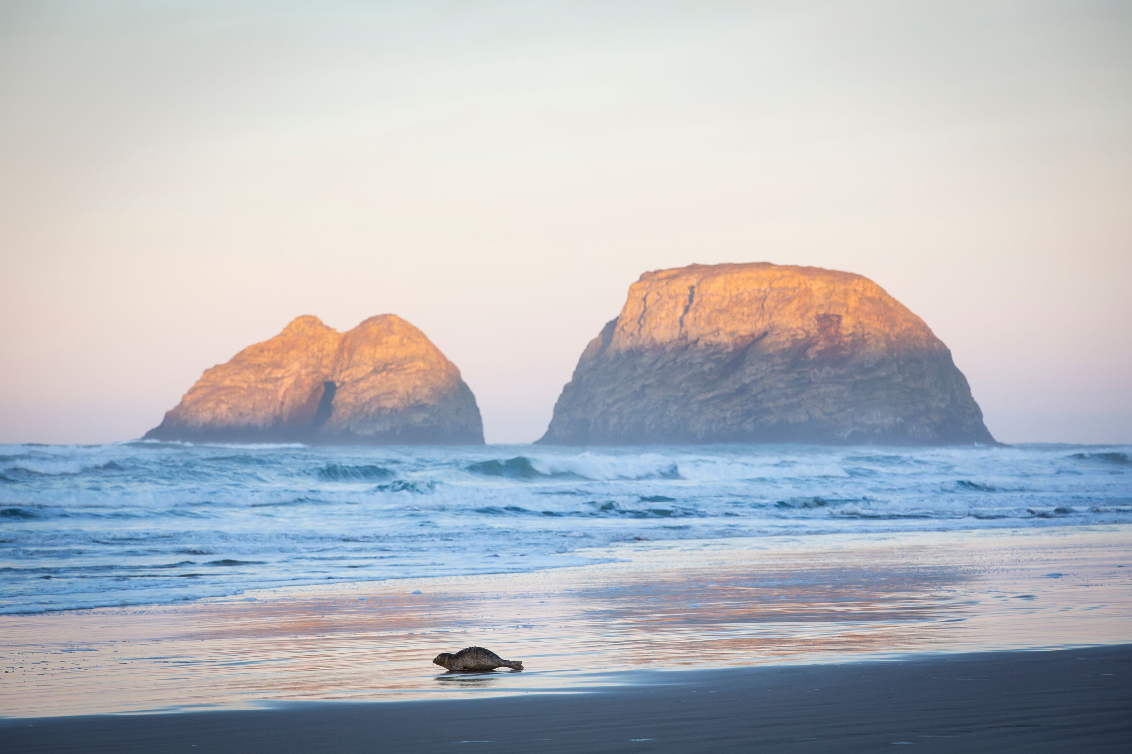 Seal on beach at sunrise, Netarts Bay, Oregon, USA