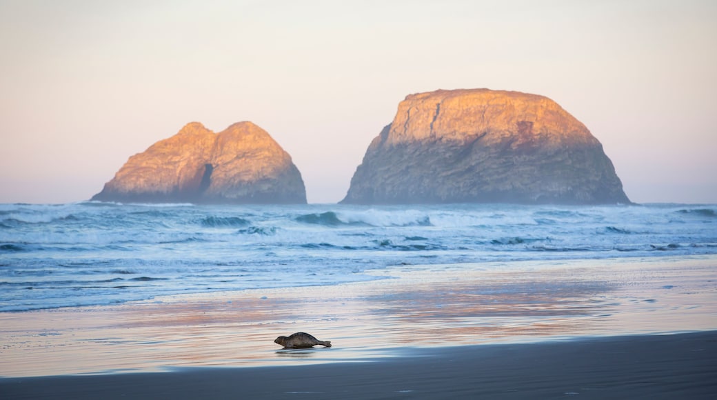 Seal on beach at sunrise, Netarts Bay, Oregon, USA