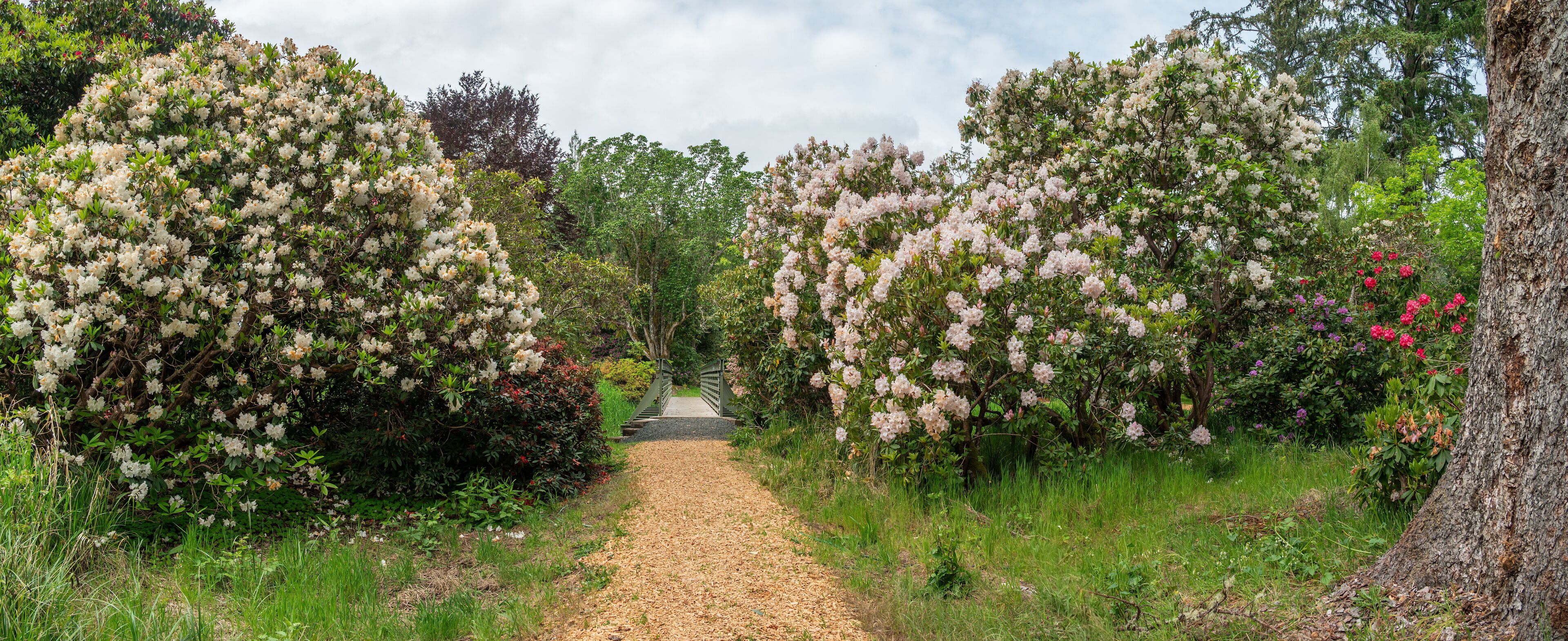 Vibrant Rhododendron garden in full bloom. 