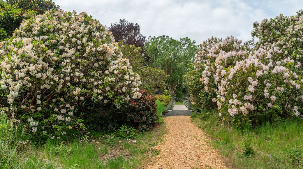 Vibrant Rhododendron garden in full bloom.