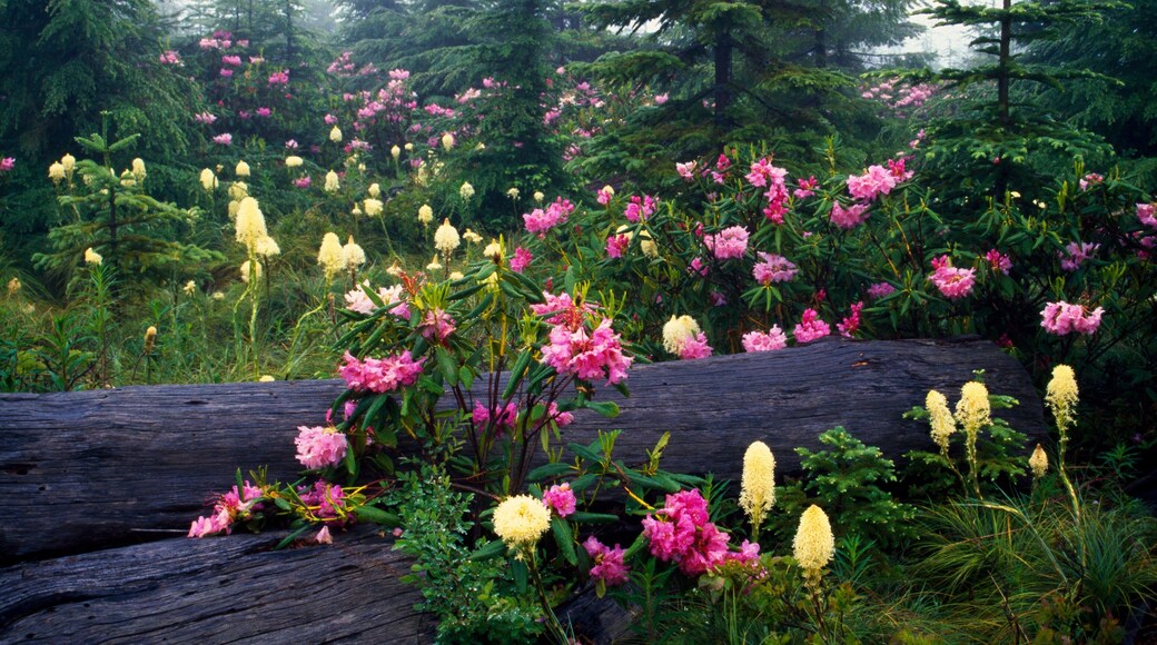 Rhododendron Flowers In Bloom