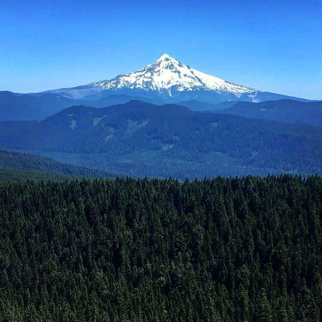 A snow-capped mountain with a dense forest in the foreground.