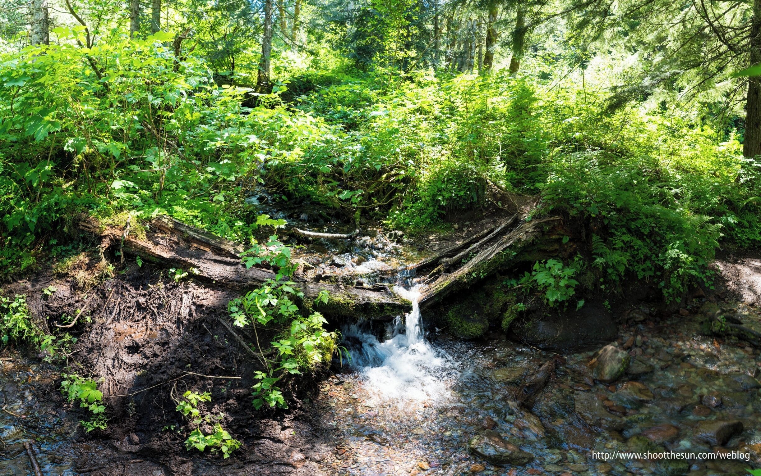 The paths to and from the lake are coursing with creeks and streams, and every once and a while, one of them joins you on the trail.