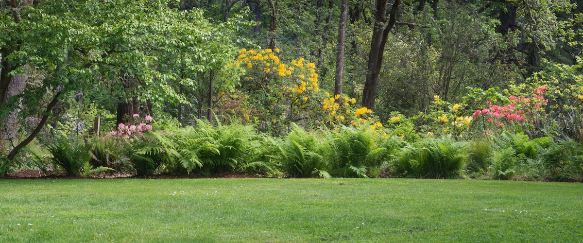 A lush garden with a variety of flowering plants and trees.