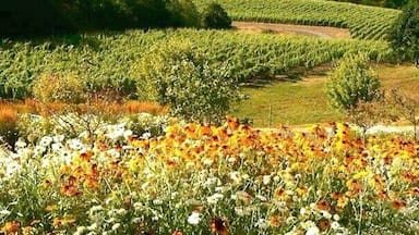 Beautiful winery and great selection of wines. We enjoyed the tasting and lunch. One of my favorites is Cali's Cuvée 2012.
Great place to visit if you happen to be at the Willamette Valley area.