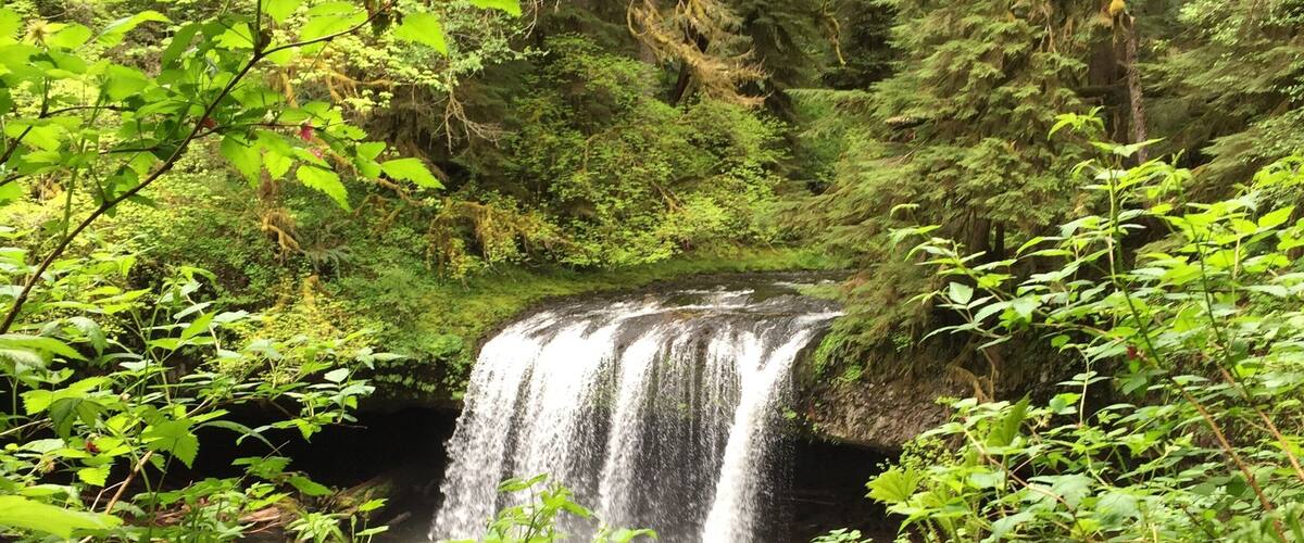 A waterfall surrounded by dense green foliage and trees.