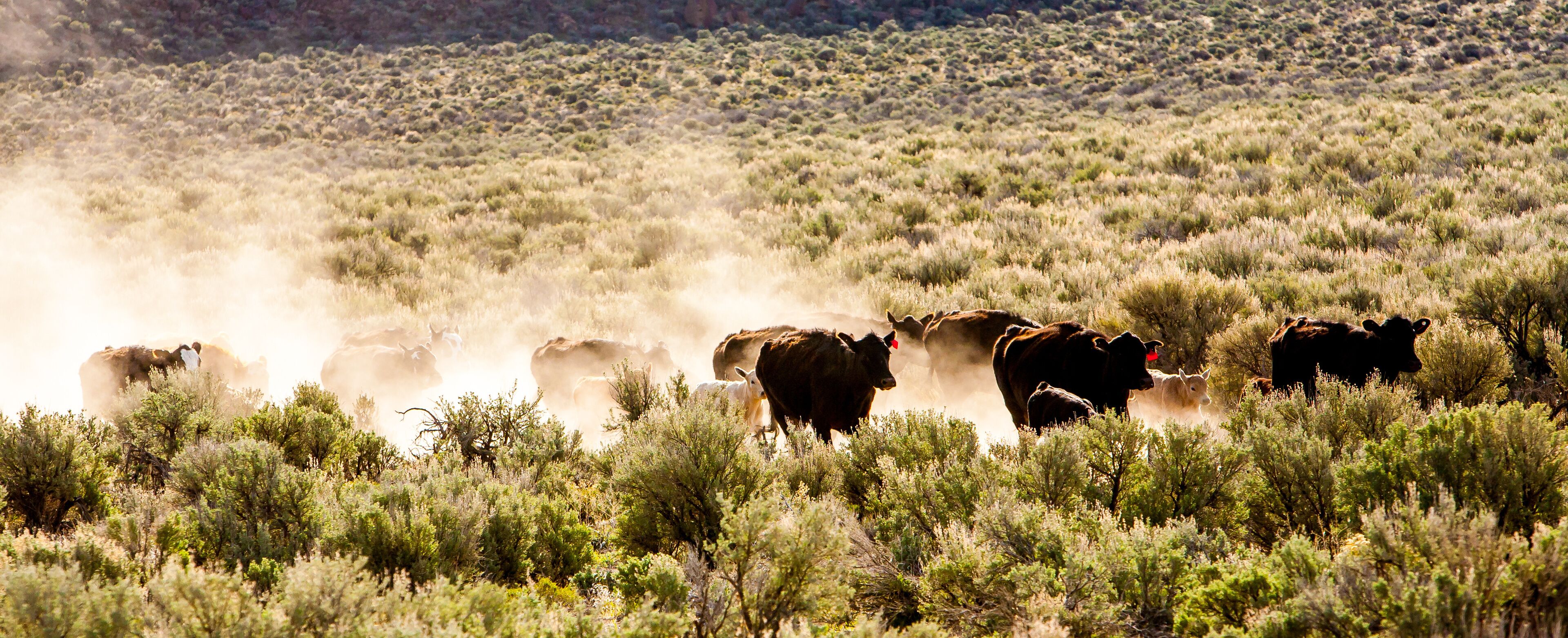 A herd of cattle cows with their calves,  moving through a cloud of dust in eastern Oregon desert sagebrush country near Silver Lake.