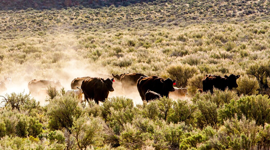 A herd of cattle cows with their calves, moving through a cloud of dust in eastern Oregon desert sagebrush country near Silver Lake.