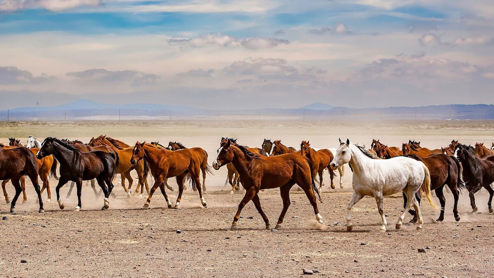 A herd of horses running across a barren landscape with distant mountains under a cloudy sky.