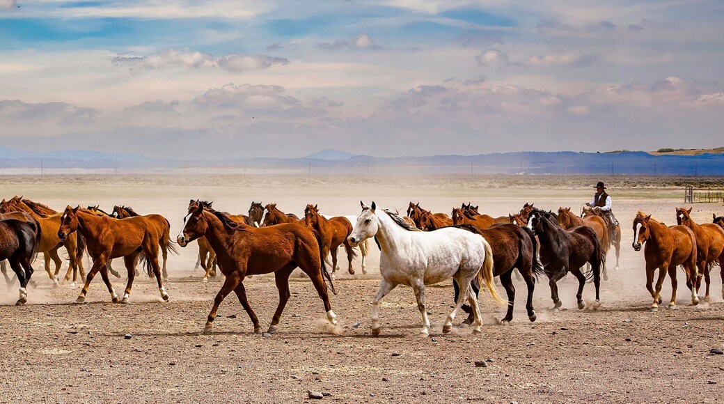 A cowboy from a ranch near Silver Lake, wrangling horses to be used for a roundup the following day.