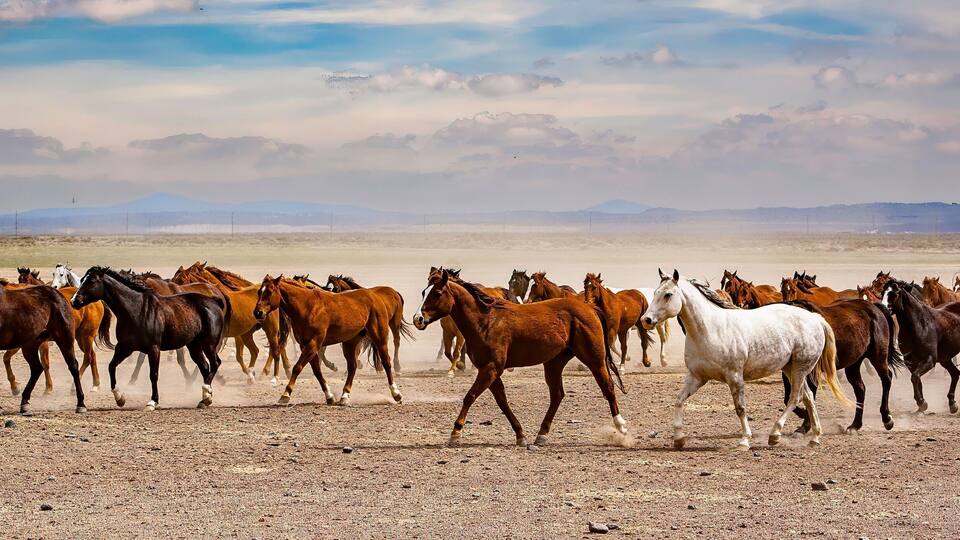 A herd of horses running across a barren landscape with distant mountains under a cloudy sky.