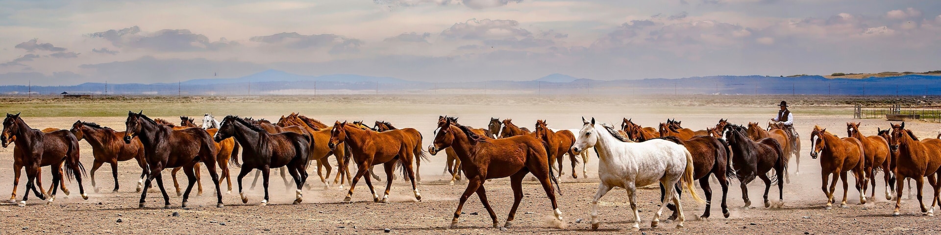 A herd of horses running across a barren landscape with distant mountains under a cloudy sky.