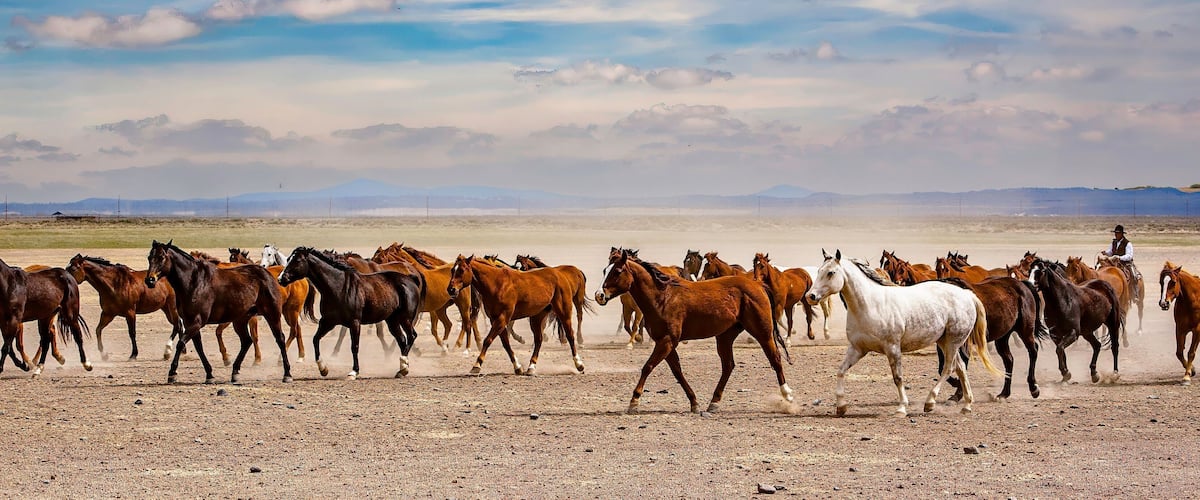 A herd of horses running across a barren landscape with distant mountains under a cloudy sky.