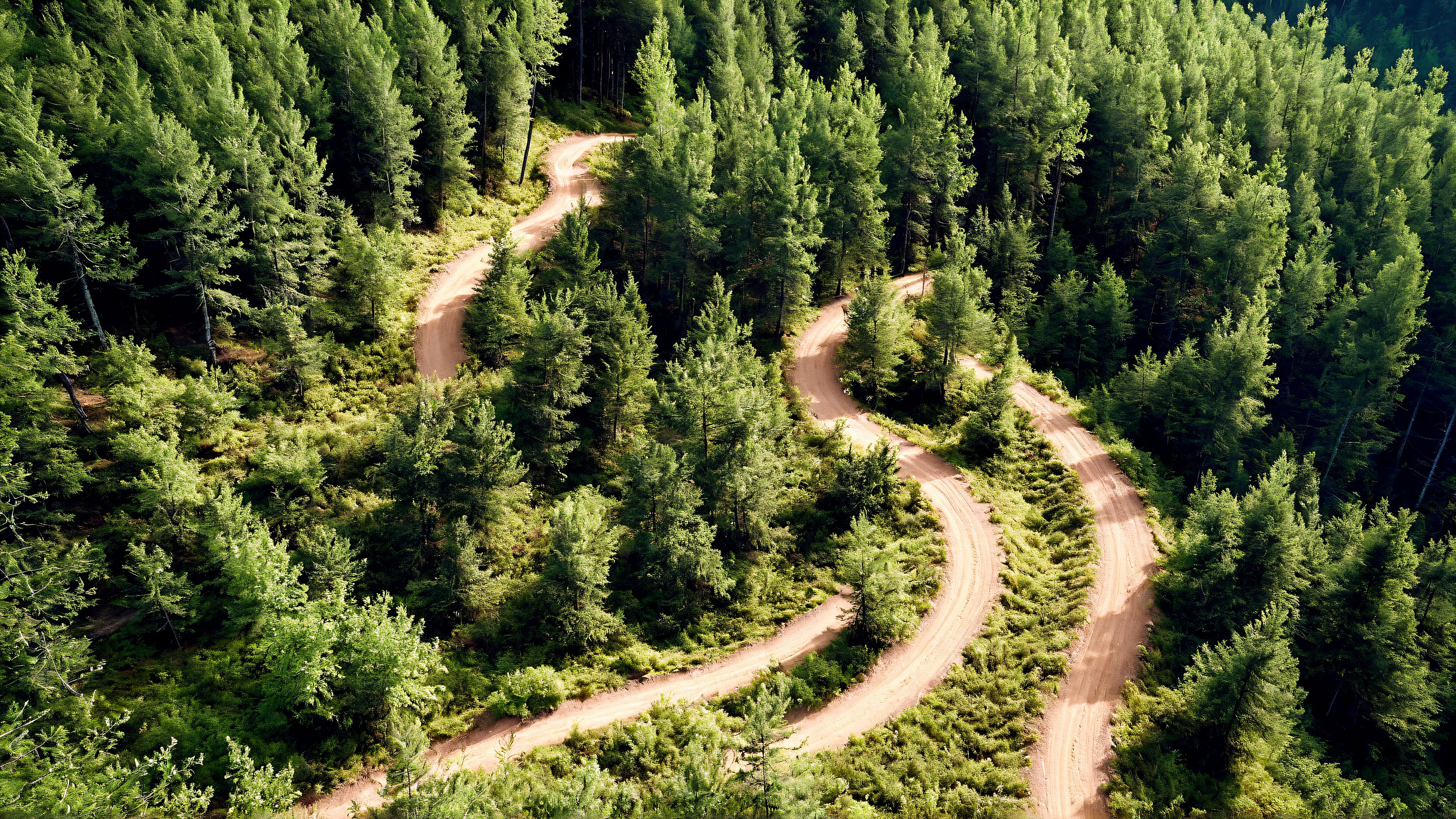 Un chemin de terre sinueux qui traverse une forêt dense.