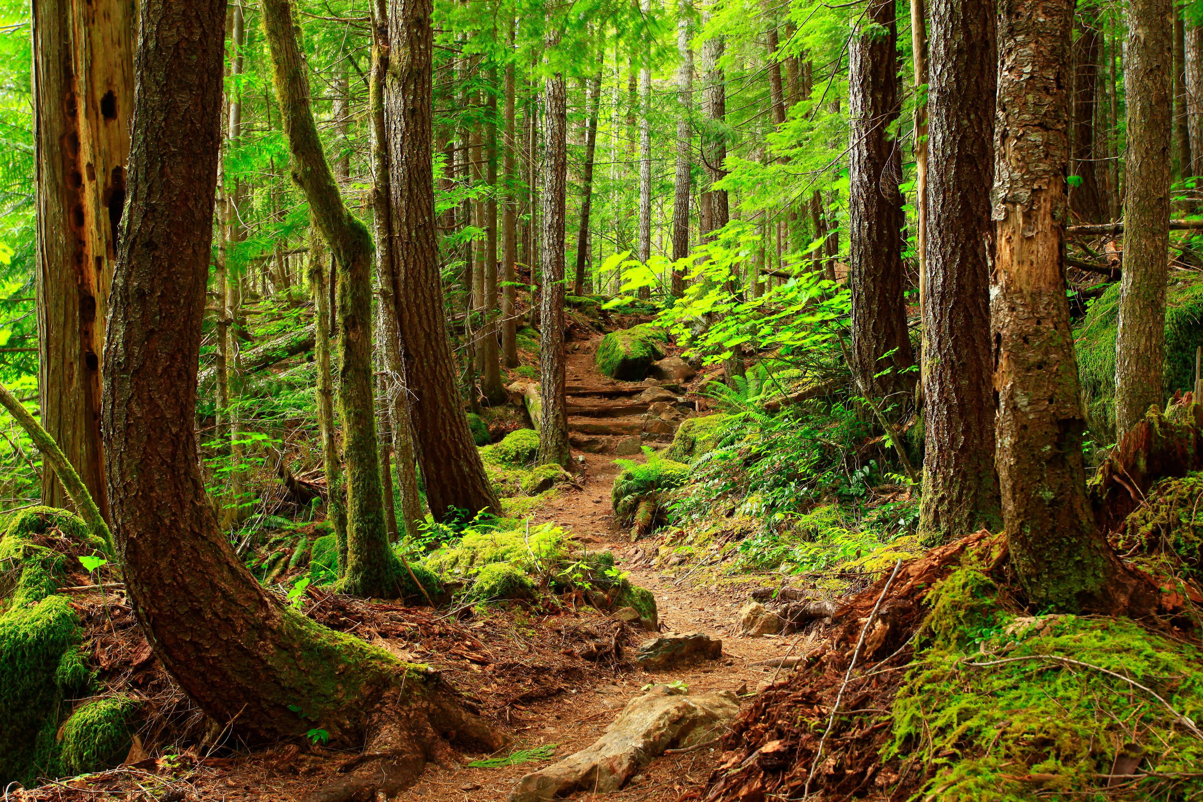 a picture of an Pacific Northwest forest trail