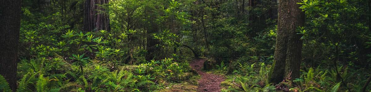 Un sentier forestier bordé de fougères denses et d’arbres imposants.