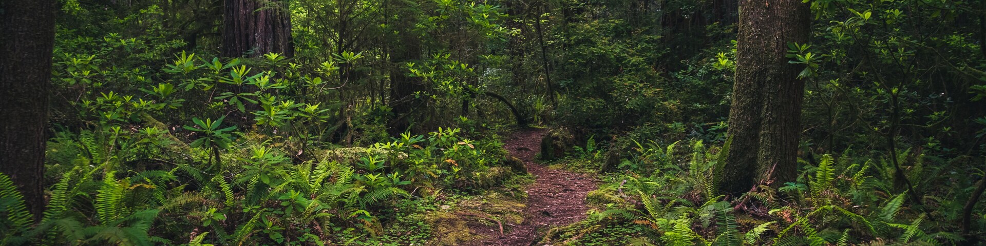 A forested trail with dense ferns and tall trees.