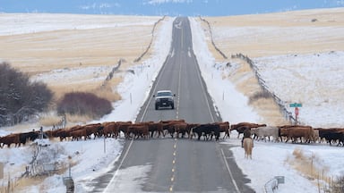 You may have to stop for the occasional cattle drive on US Highway 395 in Eastern Oregon. We were one of only two cars waiting patiently as we admired the scenery of this beautiful herd being ushered across by real deal cowboys and their herding dogs. Yep, this may be the life for me.