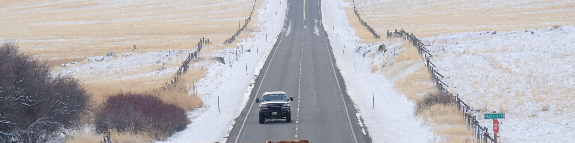 You may have to stop for the occasional cattle drive on US Highway 395 in Eastern Oregon. We were one of only two cars waiting patiently as we admired the scenery of this beautiful herd being ushered across by real deal cowboys and their herding dogs. Yep, this may be the life for me.