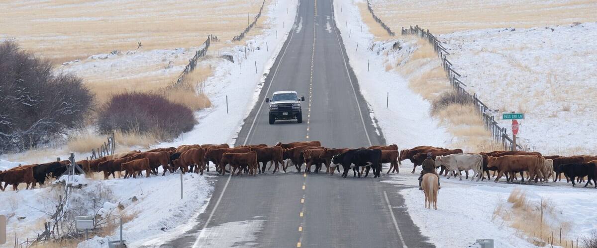 A road with a herd of cattle crossing, surrounded by snow-covered fields and distant mountains.