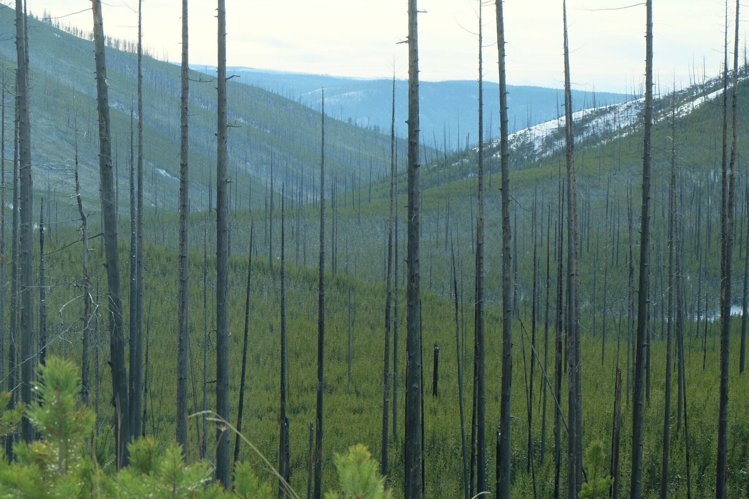 The size of the pine seedlings suggest this forest fire occurred some time in the last 15 years.