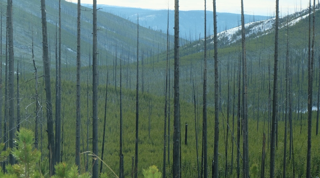 The size of the pine seedlings suggest this forest fire occurred some time in the last 15 years.