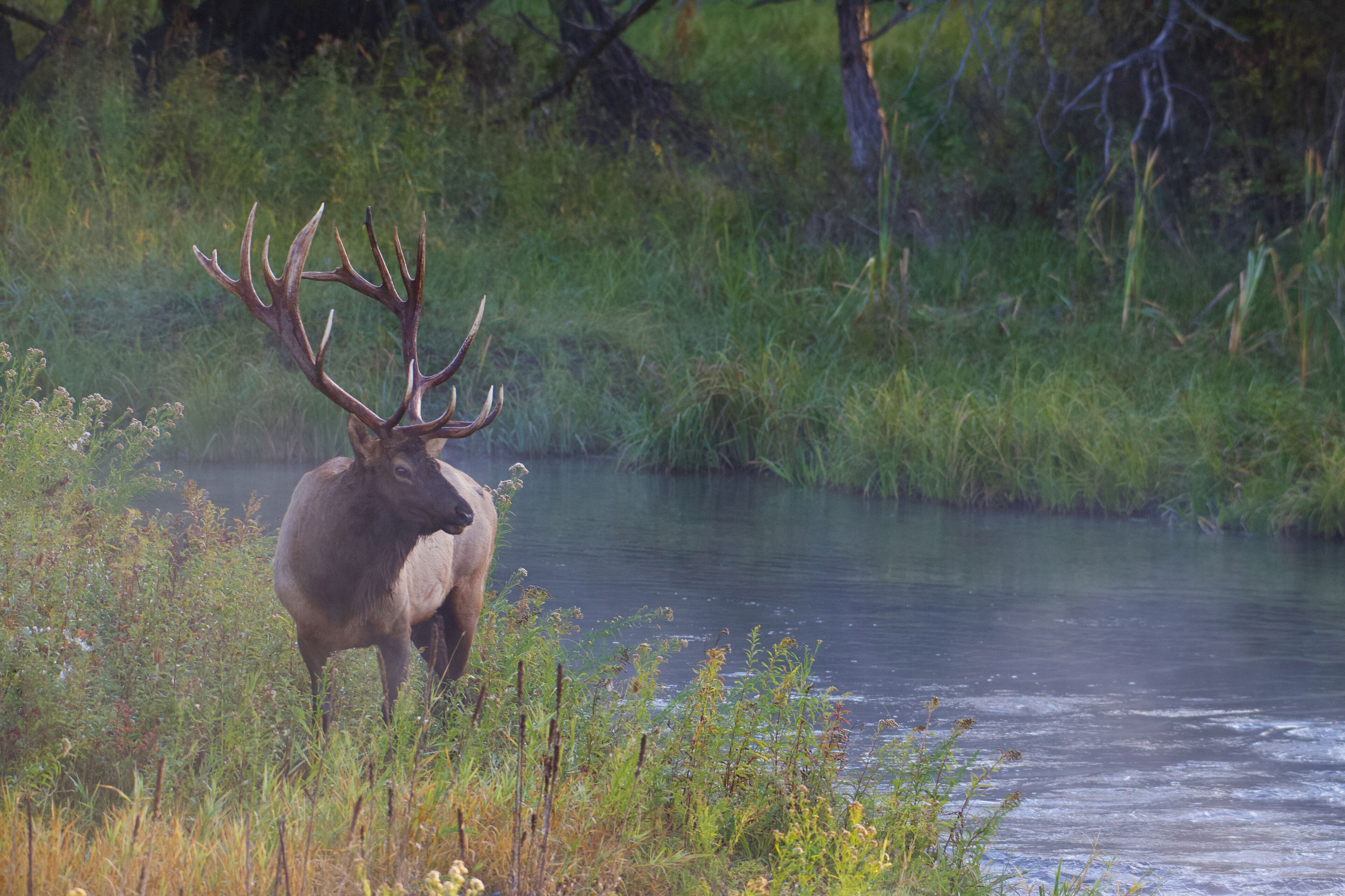 Rocky Mountain Elk with majestic antlers stands by a stream in lush riparian vegetation during the autumn mating season