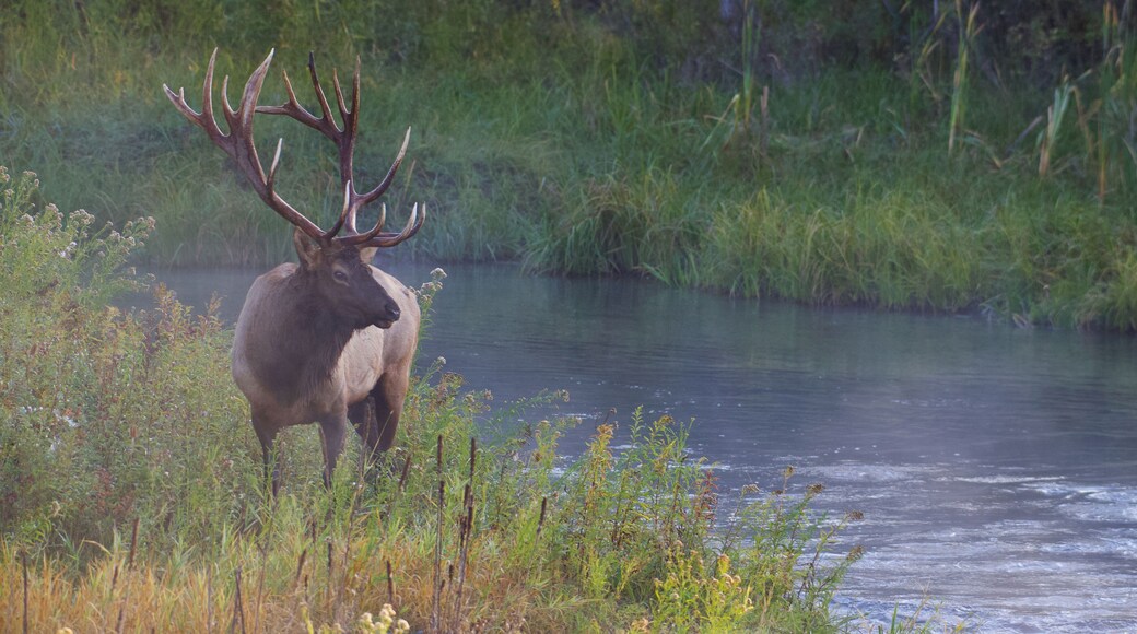 Rocky Mountain Elk with majestic antlers stands by a stream in lush riparian vegetation during the autumn mating season