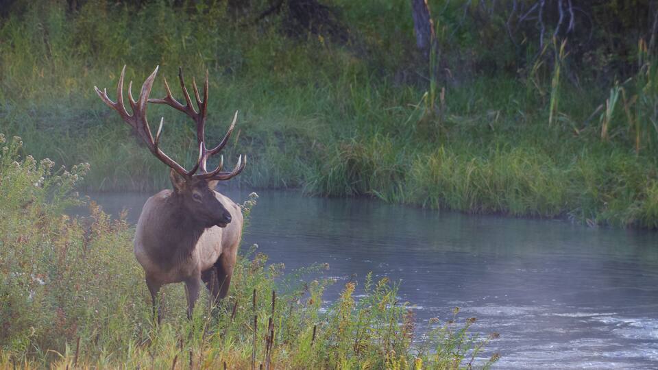 A large elk standing by a calm river surrounded by lush greenery.