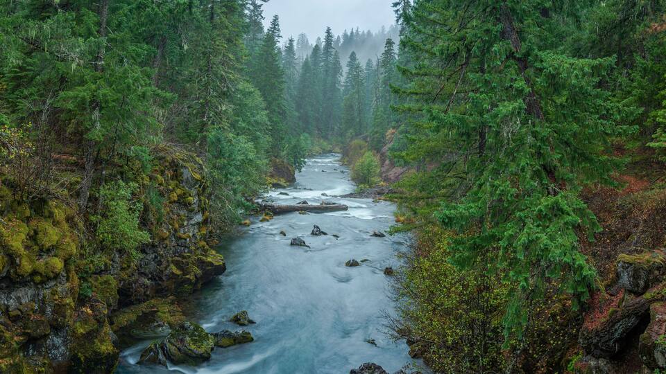 A river flowing through a dense forest with moss-covered rocks and tall evergreen trees.