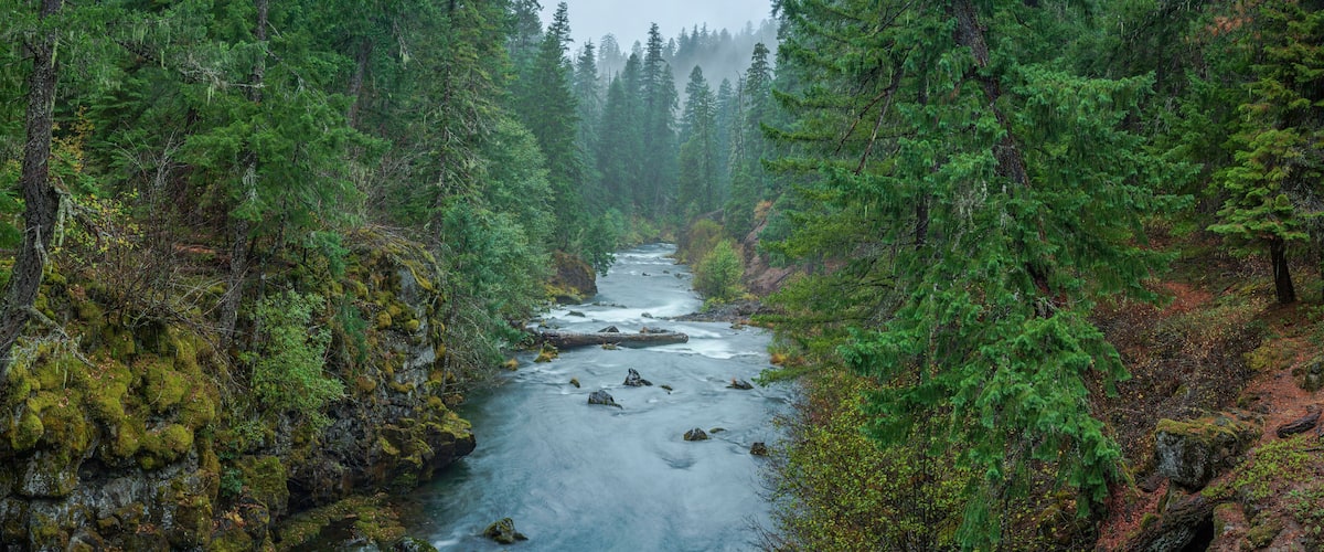 A river flowing through a dense forest with moss-covered rocks and tall evergreen trees.