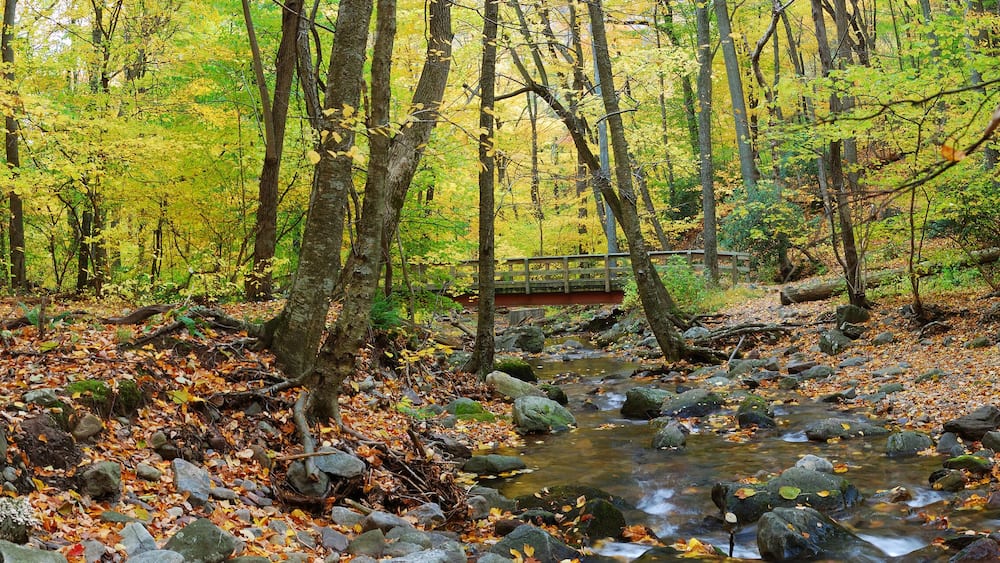 Autumn forest wood bridge panorama over creek