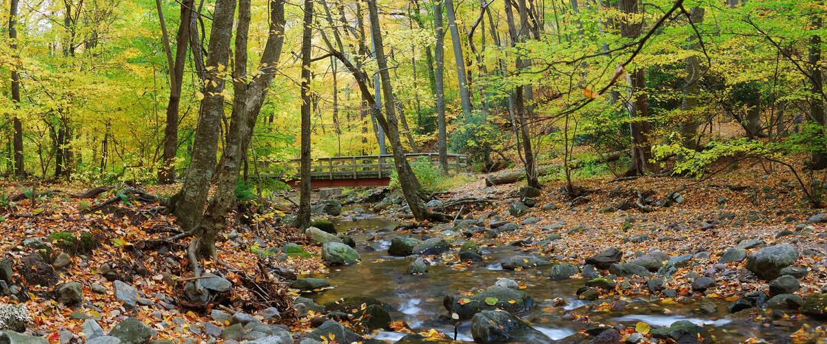 Autumn forest wood bridge panorama over creek