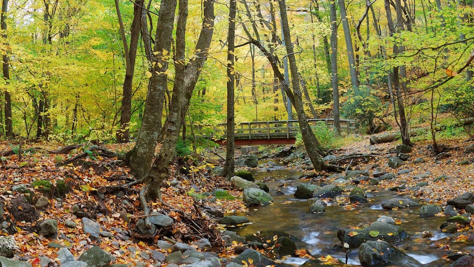 A forest stream with rocks and autumn leaves.