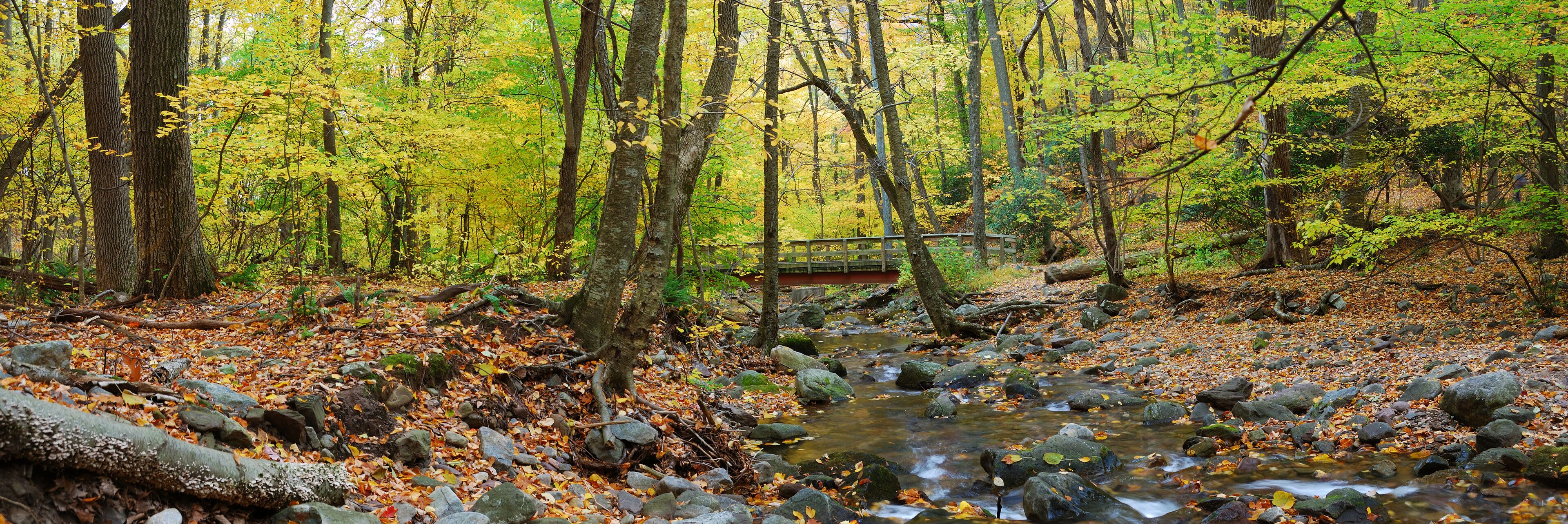 A forest stream with rocks and autumn leaves.
