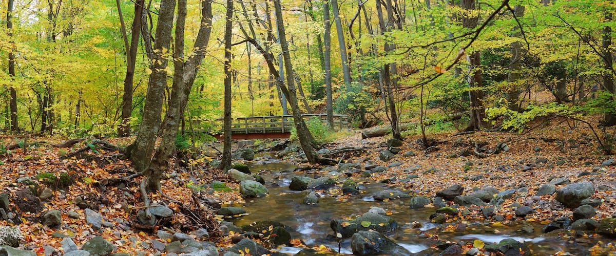 A forest stream with rocks and autumn leaves.