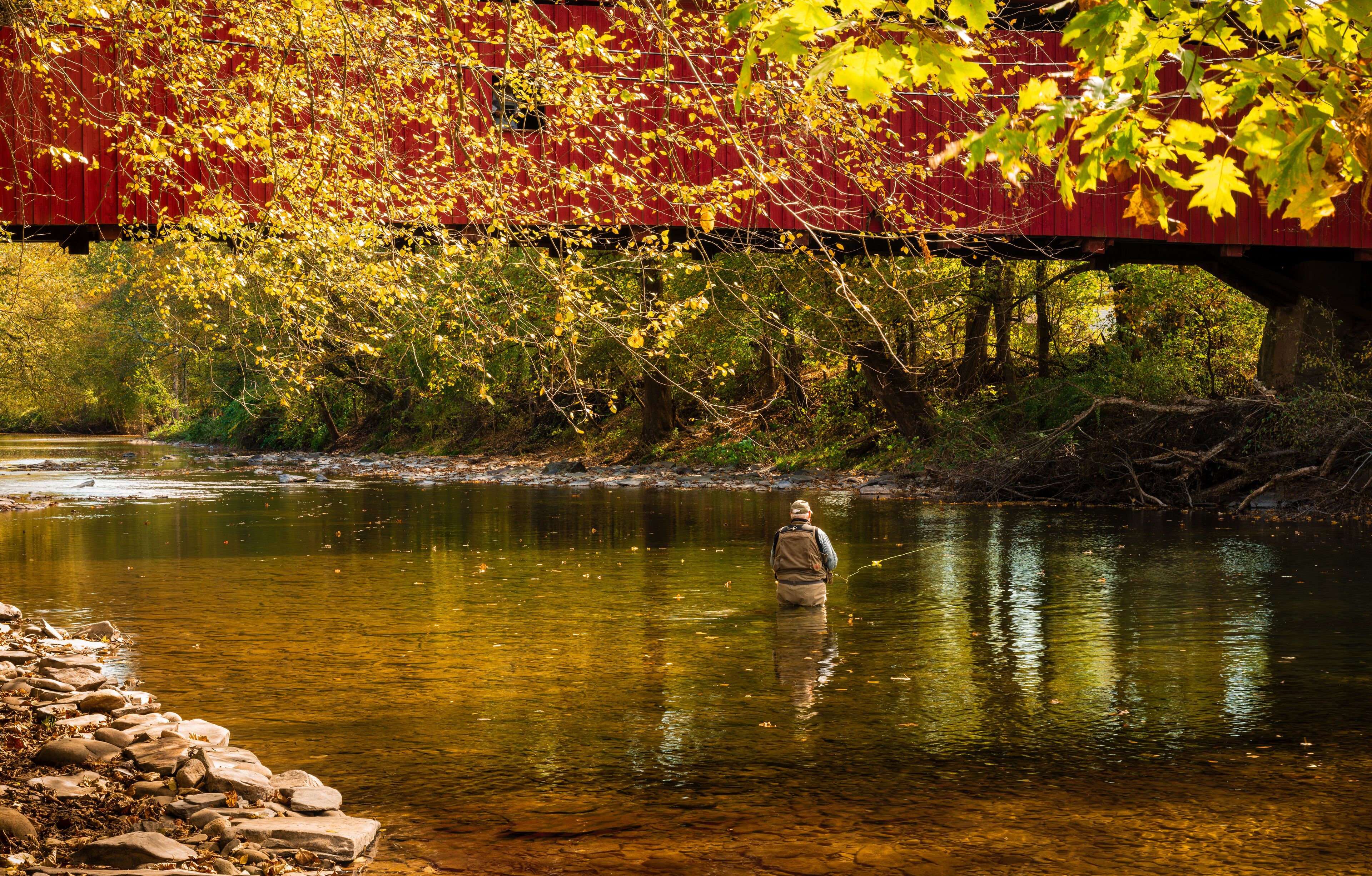 An elderly man wading out in a creek fly fishing for trout underneath a red covered bridge outside of Benton, PA.