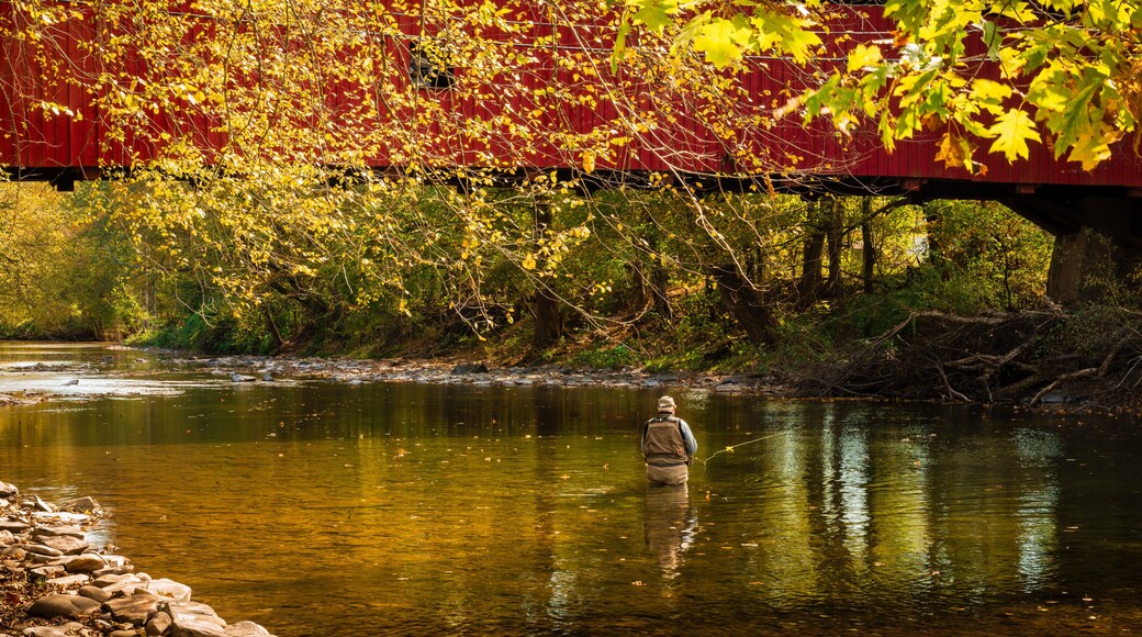 An elderly man wading out in a creek fly fishing for trout underneath a red covered bridge outside of Benton, PA.