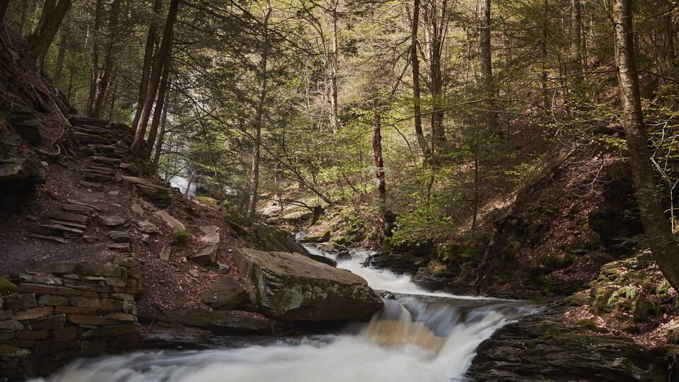 A forested area with a flowing stream and a stone staircase.