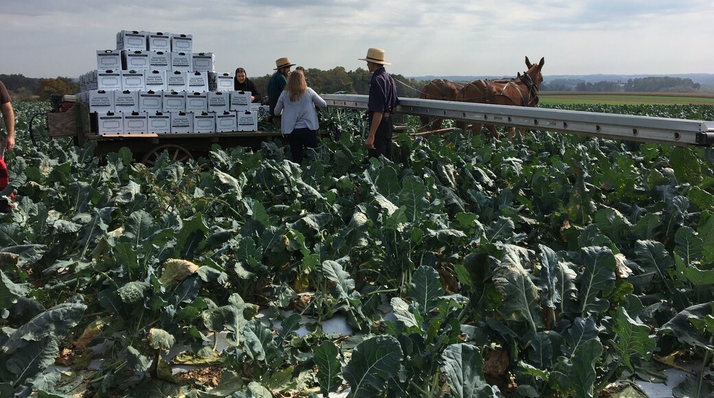 Helping with the harvest. Ready for spring broccoli crops! #Green
