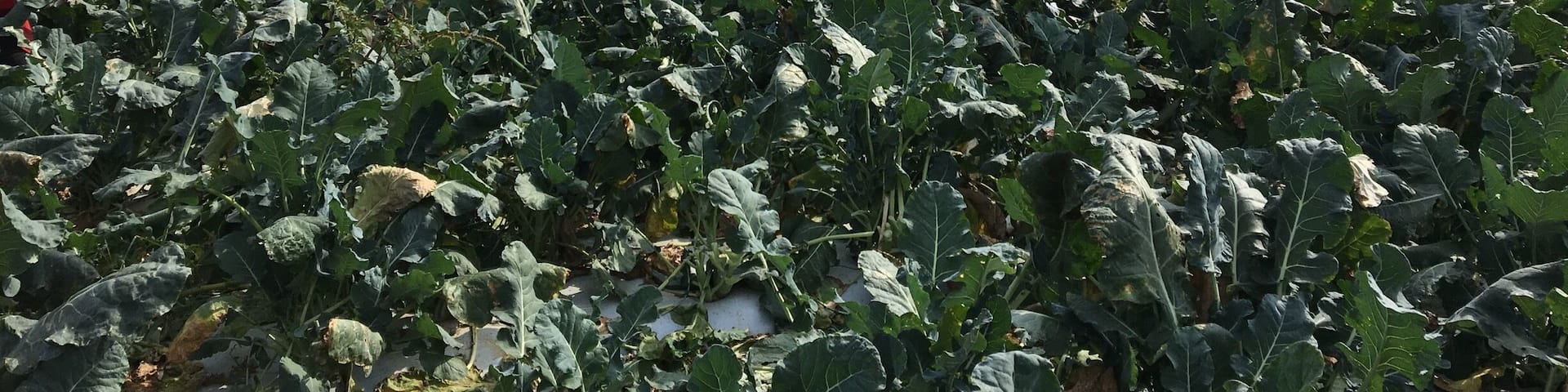 Helping with the harvest. Ready for spring broccoli crops! #Green