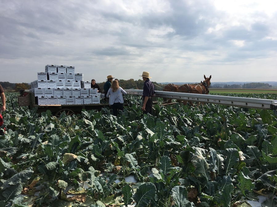 Helping with the harvest. Ready for spring broccoli crops! #Green